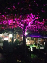 Pink flowers growing on tree