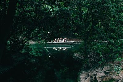 River in forest