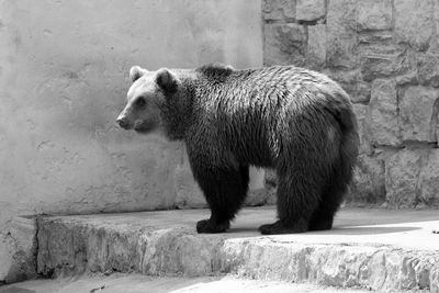 Side view of bear in zoo