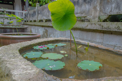 Lotus floating on water in lake