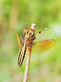 Close-up of insect