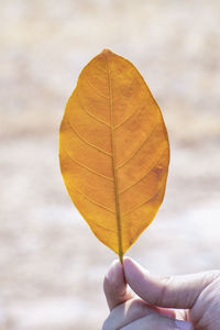 Close-up of person holding leaf