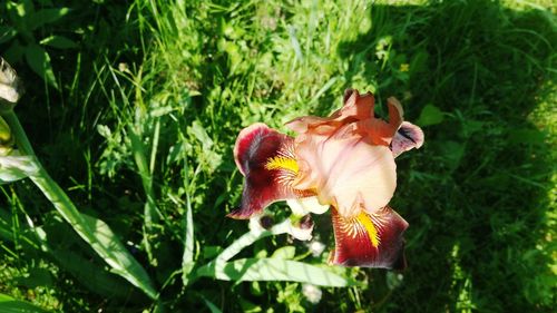 Close-up of flower on field