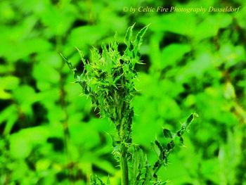 Close-up of insect on plant