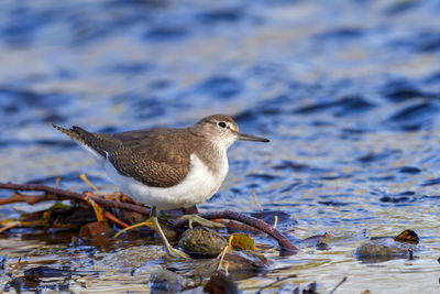 Close-up of bird perching on a lake