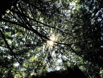 Low angle view of trees