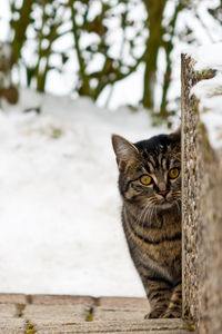 Close-up portrait of cat on tree