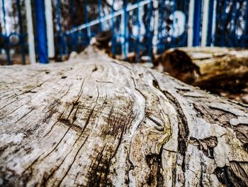 Close-up of tree trunk in forest