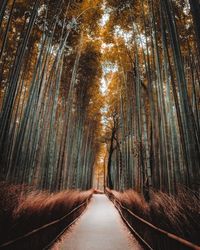 Footpath amidst trees in forest