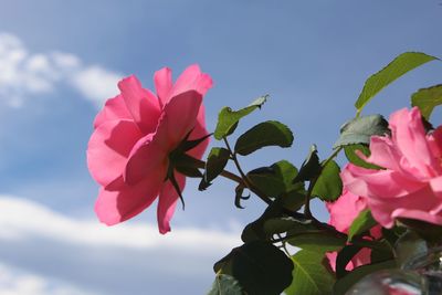 Low angle view of pink rose blooming against sky