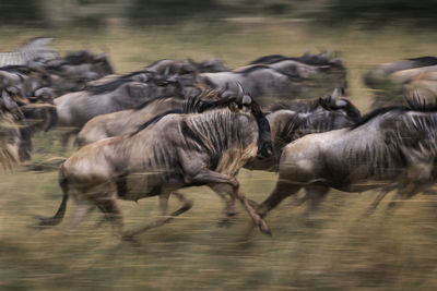 Horses running in a field