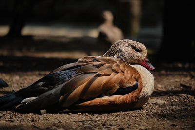 Close-up of a bird on land