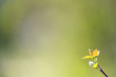 Close-up of red flowering plant