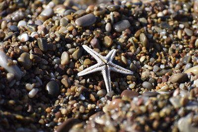 Close-up of pebbles on beach with starfish