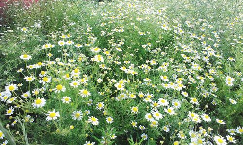 Close-up of white flowers blooming in field