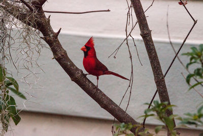 Close-up of bird perching on branch