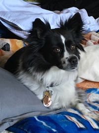 High angle view of dog lying down on bed