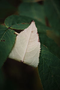 Close-up of leaf