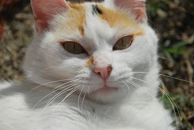 Close-up portrait of a cat