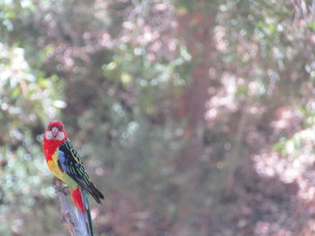 Close-up of bird perching on a tree