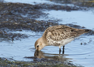 Bird drinking water at lakeshore