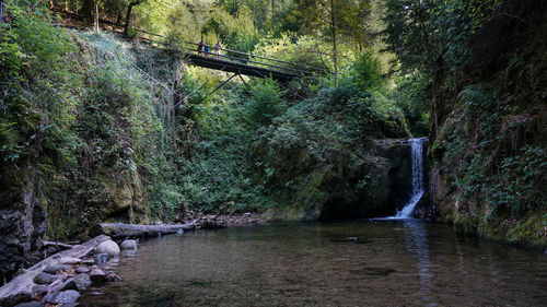 Scenic view of waterfall in forest