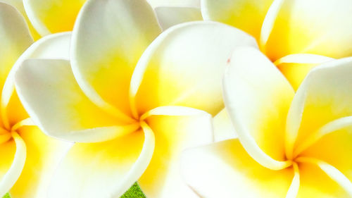 Macro shot of yellow flower