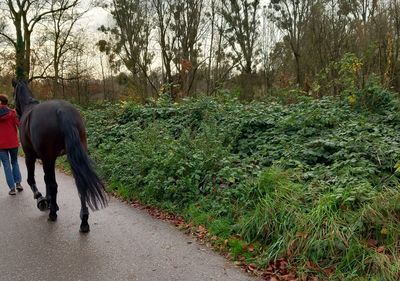 horse