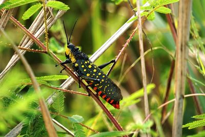 Close-up of insect on plant