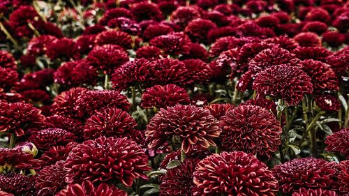 Close-up of red flowering plants