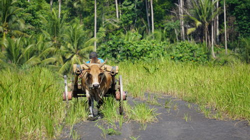 Riding a cow is a very common things in indonesia