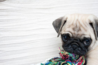 Close-up portrait of pug