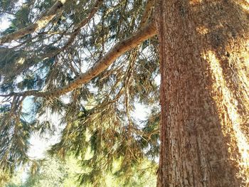 Low angle view of trees in forest