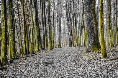 Trees in forest