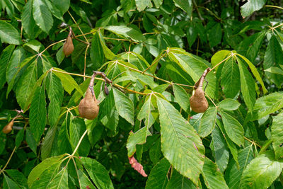 leaf