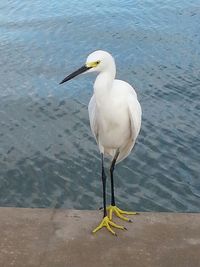 Birds in water