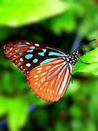 Butterfly on leaf