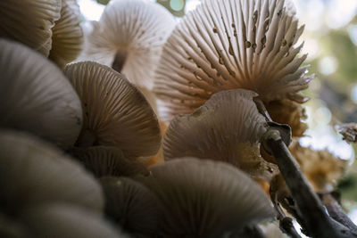Mushroom from underneath