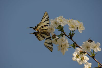 Close-up of butterfly on cherry blossom against clear sky