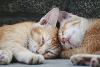 Close-up of cats sleeping on street