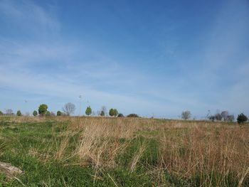 Scenic view of field against sky