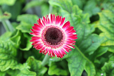 Close-up of pink flower