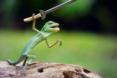 Close-up of lizard on rock