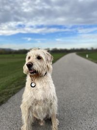 Dog on road