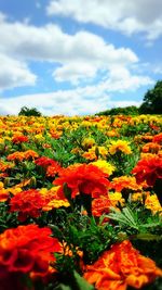 Close-up of yellow flowers blooming against sky