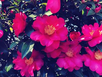 Close-up of flowers blooming outdoors