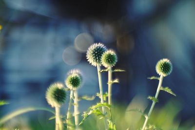 Close-up of flowering plant on field