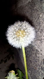 Close-up of dandelion flower