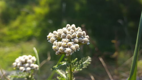 Close-up of white flowering plant on field