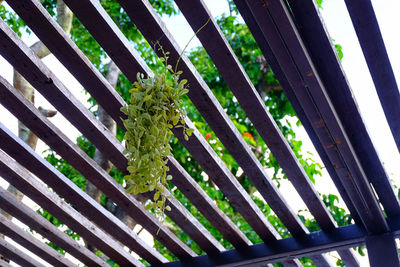 Close-up of green plants